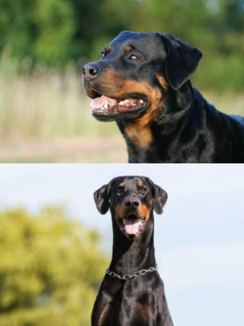 Rottweiler to Dobermann: 7 Dog Breeds with the Most Scary Appearance NTI