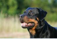 Rottweiler to Dobermann: 7 Dog Breeds with the Most Scary Appearance NTI