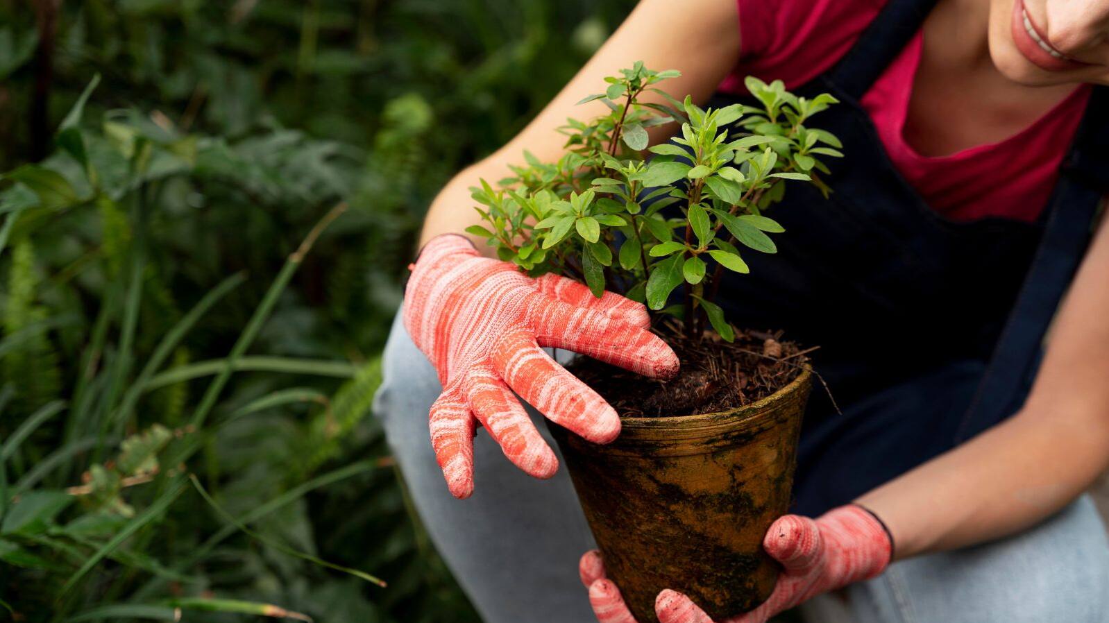 Plant Care in Monsoon Tips