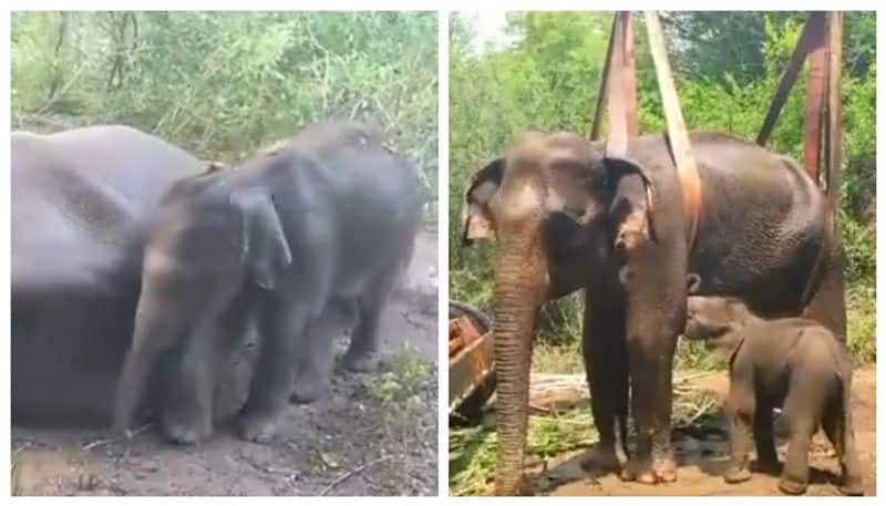 As the mother elephant did not accept the cub the forest department took the cub to the Mudumalai forest KAK