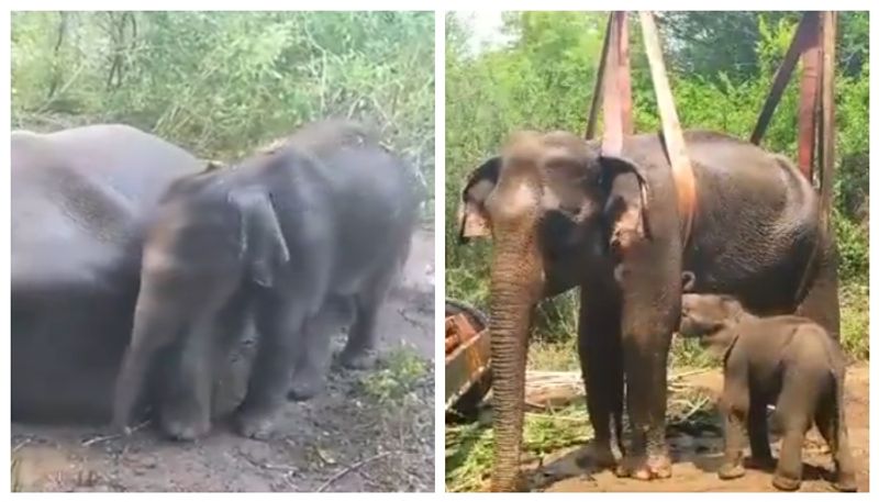 As the mother elephant did not accept the cub the forest department took the cub to the Mudumalai forest KAK