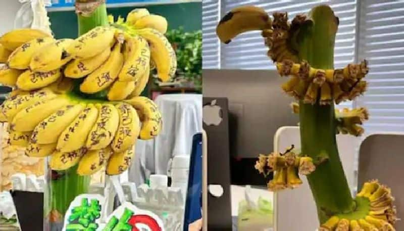 why Chinese employees grow banana in their office desk 