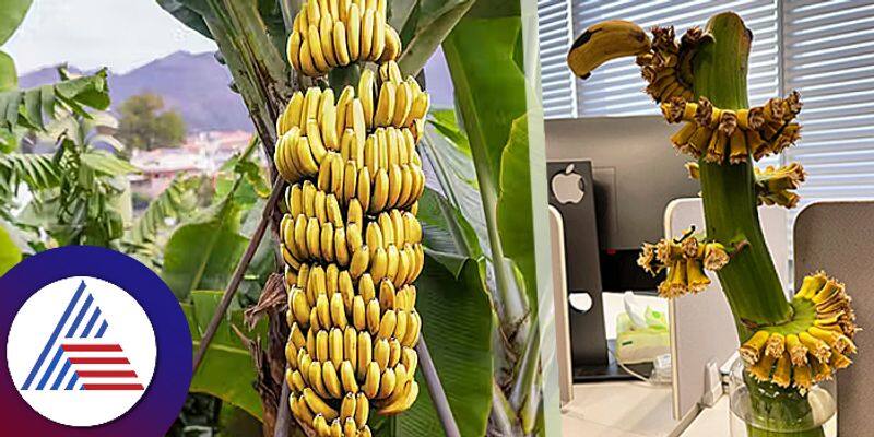 Office Staff Cultivate Desktop Bananas To Battle Workplace Stress roo