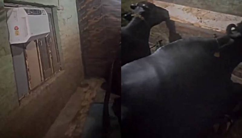 ac stalled in cattle shed video went viral 