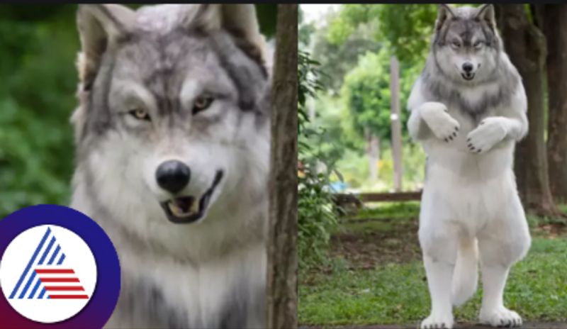 Japan Man Spends Rs 20 Lakh To Transform Into Wolf skr