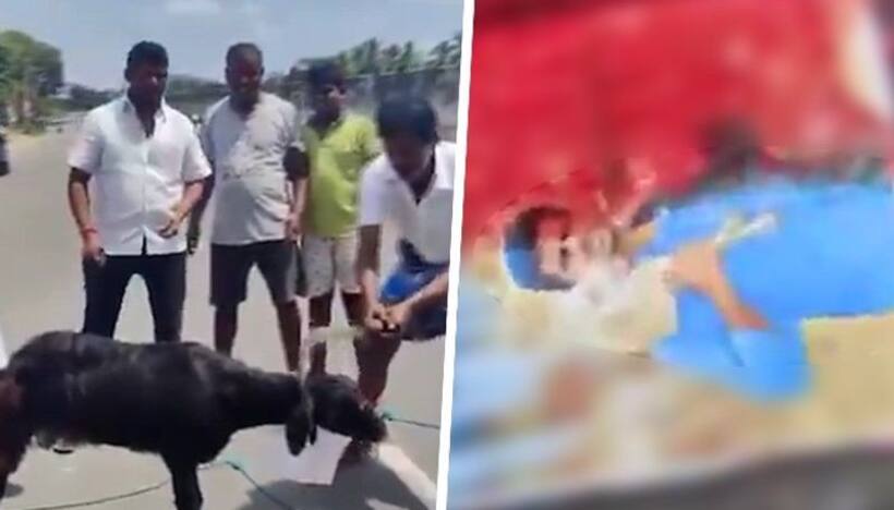 'If DMK workers have guts, come lay hands on me': Annamalai's fiery response to goat slaying video (WATCH)