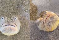 Man Gets Scared by Strange Fish Found at Singapore Beach [WATCH] NTI