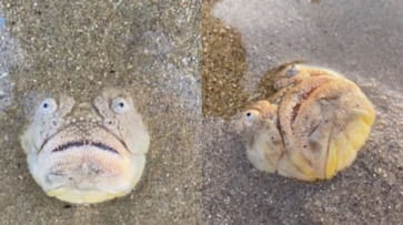 Man Gets Scared by Strange Fish Found at Singapore Beach [WATCH] NTI