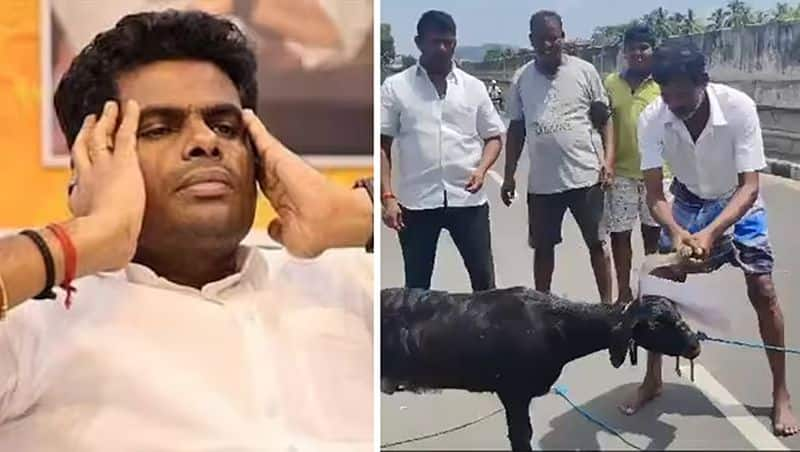 DMK Party-men slaughtering & beheading a goat on the photo of BJP's Annamalai in full public view sgb