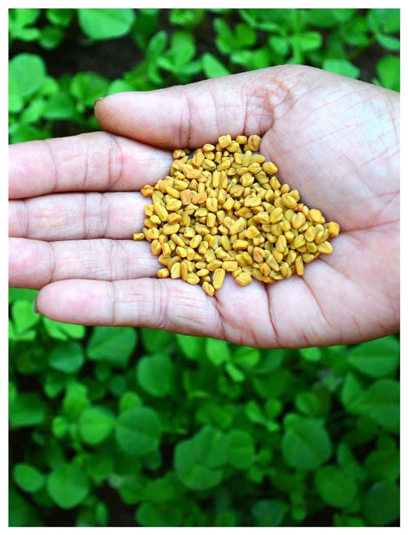 benefits of consuming fenugreek 