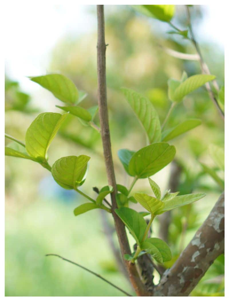 Amazing benefits of guava leaf tea