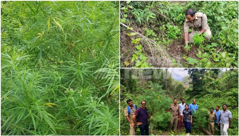 ganja plantation was found inside forest at attappadi