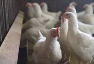 Unprecedented Case: H5N2 Bird Flu Found in Human in Mexico City, WHO Reports NTI