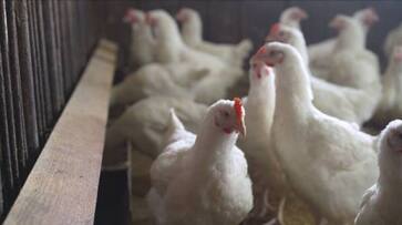 Unprecedented Case: H5N2 Bird Flu Found in Human in Mexico City, WHO Reports NTI