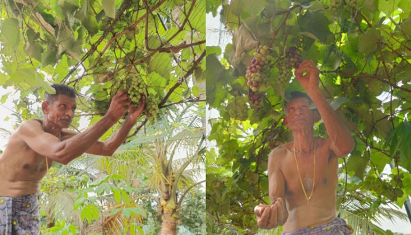 farmer who succeeded to harvest grapes in idukki 