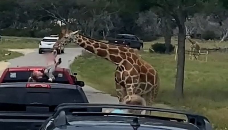 shocking moment for family as giraffe lifts toddler into the air while trying to feed the animal 