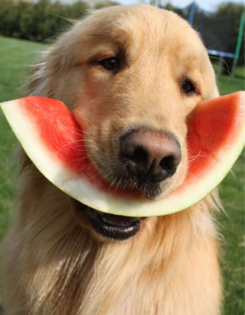 Watermelon to yogurt: 7 Foods to keep your dogs cool in summer RTM