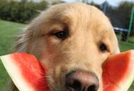 Watermelon to yogurt: 7 Foods to keep your dogs cool in summer RTM