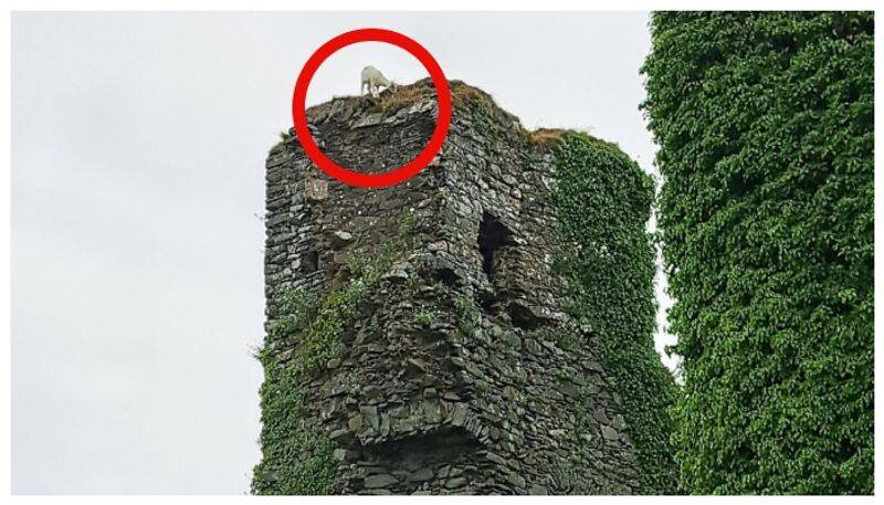 lamb trapped on top of a 100 foot long tower is rescued three days later