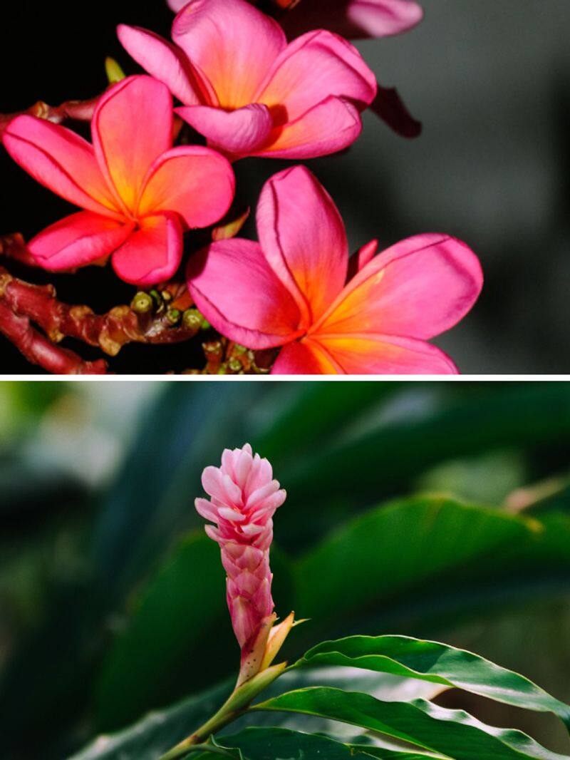 Plumeria to Ginger Lily: 7 flowers adding color to rain soaked garden ATG