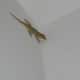 Are you suffering from a lizard infestation If so heres what to do