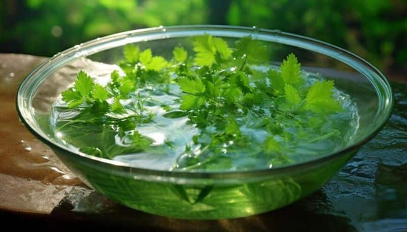 Drink coriander leaves water on empty stomach for lowering cholesterol, boosting immunity