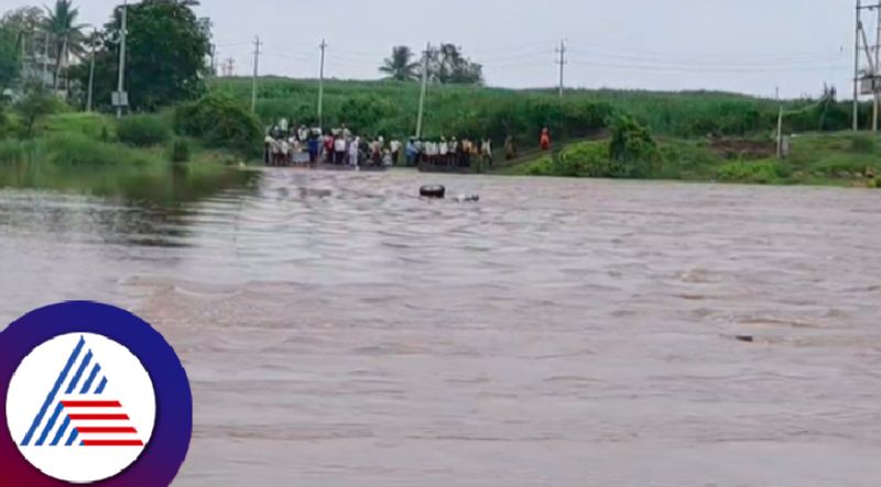 Karnataka rains tractor fell into Ghataprabha river one missing at belagavi rav