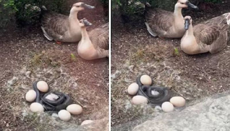 this man saves goose eggs from snake video 