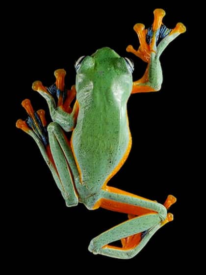 Frogs