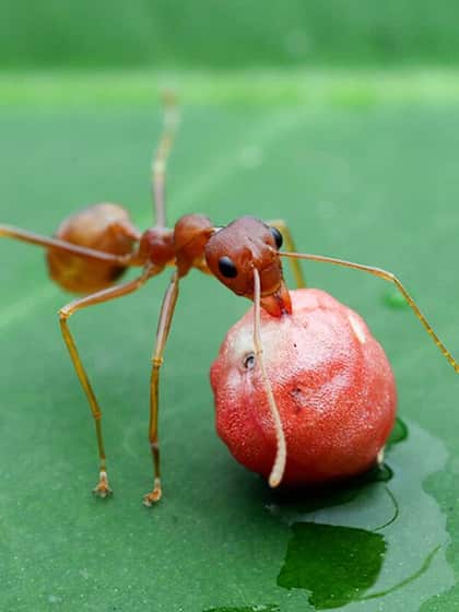 Ants and Other Insects