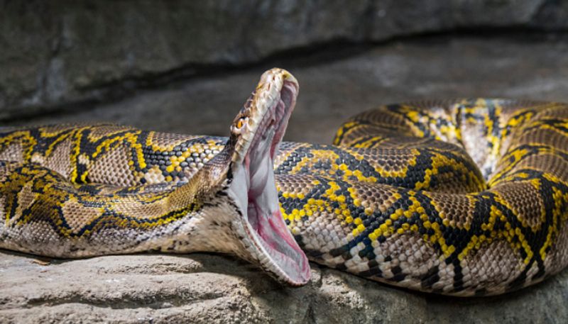 woman was in the clutches of a huge python while working inside the kitchen of her house and could not escape