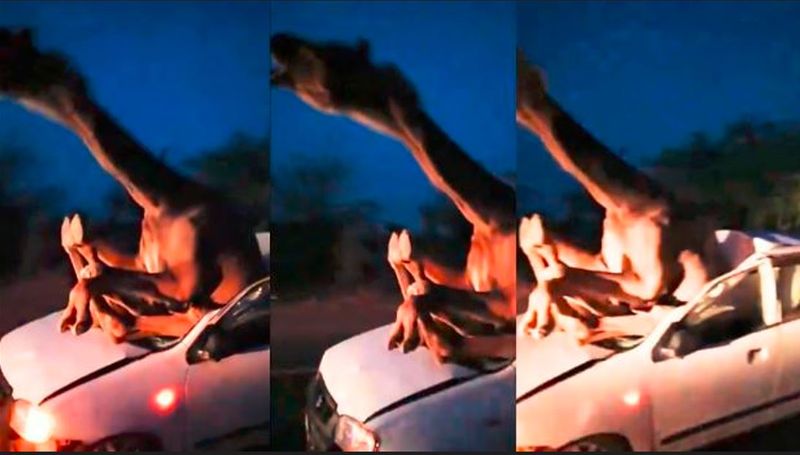 Car collides with a camel in Rajasthan video goes viral in which camel was crying with pain which was stucked inside car akb