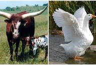 Cows to geese: 5 Animals besides dogs that can be used for guarding RTM EAI