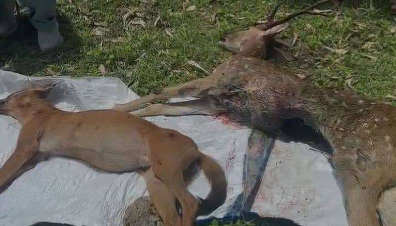 Wild Dog and Deer Killed due to Innova Car Collision at  Gundlupete in Chamarajanagar grg 