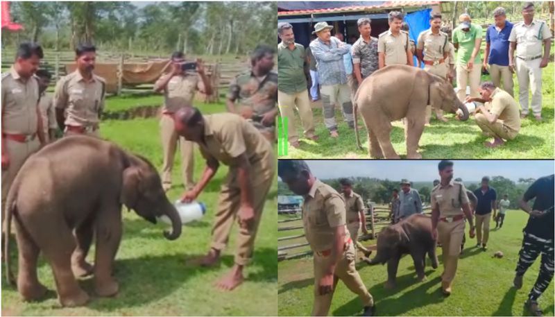 baby elephant abandoned by mother elephant efforts to unite fail forest officers send him to mudumalai camp