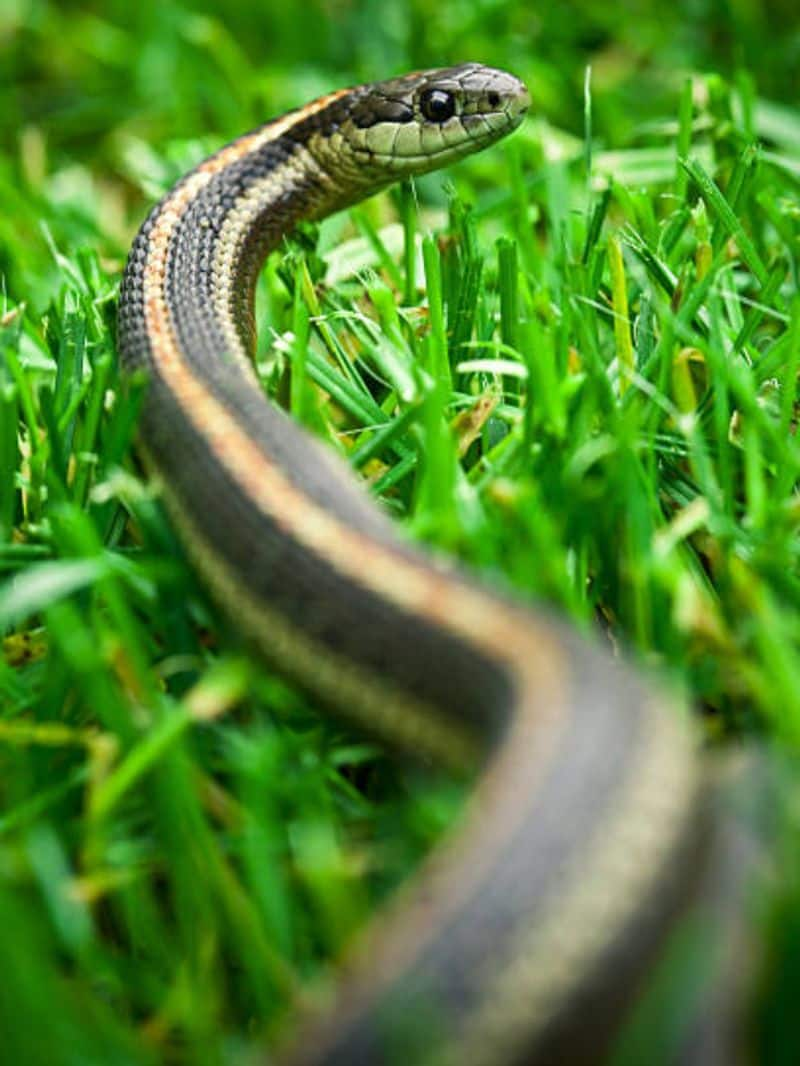 Tall Grasse to Shrubs: Plants That Can Attract Snakes to Your Garden NTI