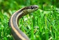 Tall Grasse to Shrubs: Plants That Can Attract Snakes to Your Garden NTI