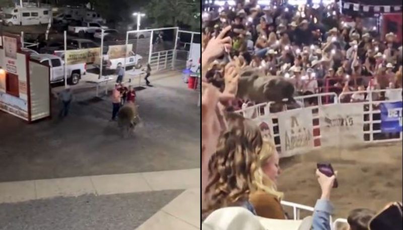 bull brought for rodeo game jump over fence into viewers injures three