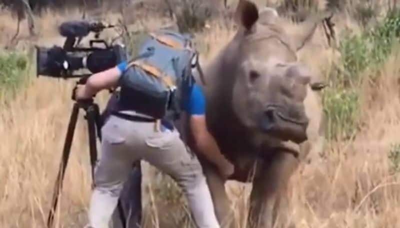 photographer belly rub for rhino viral video 