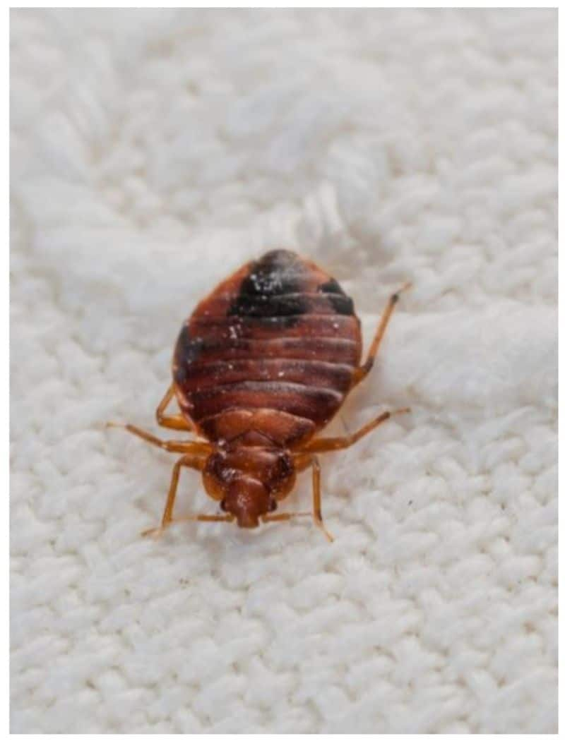 home remedies to get rid of bed bugs