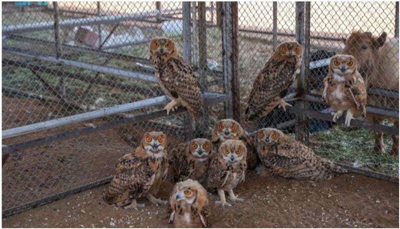 four people arrested in saudi arabia for domestication of wildlife 