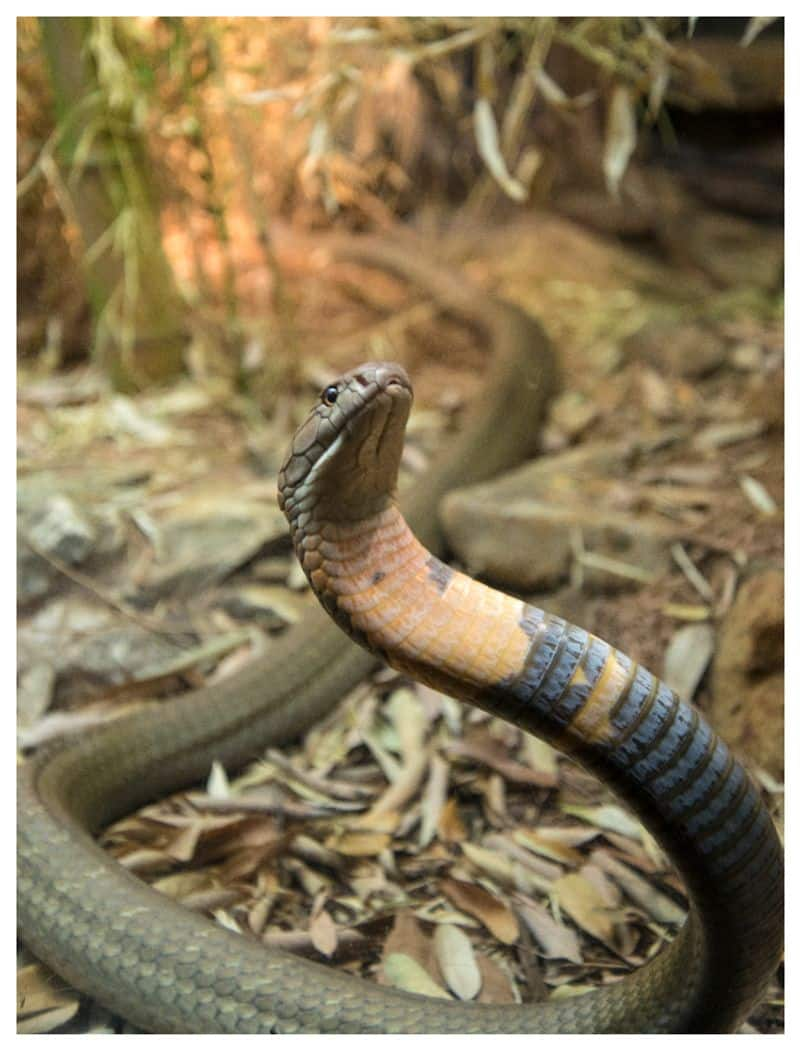 most venomous snakes in the world