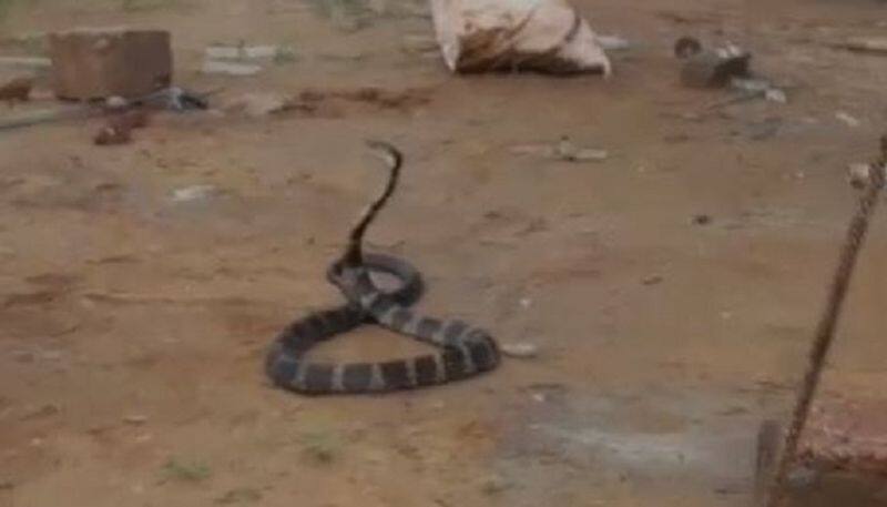 King Cobra Rescued in Kodagu grg 