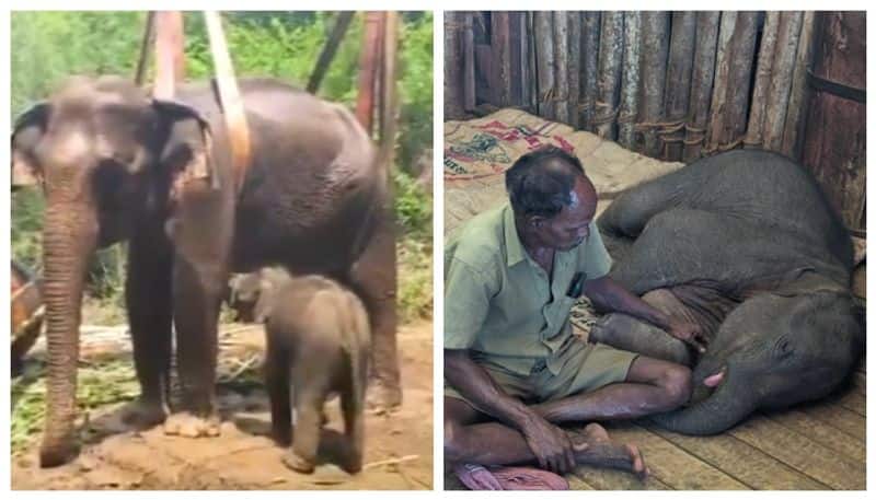 Video Of elephant calf Abandoned By Mother Shifted To Theppakkad Elephant Reserve Goes Viral 