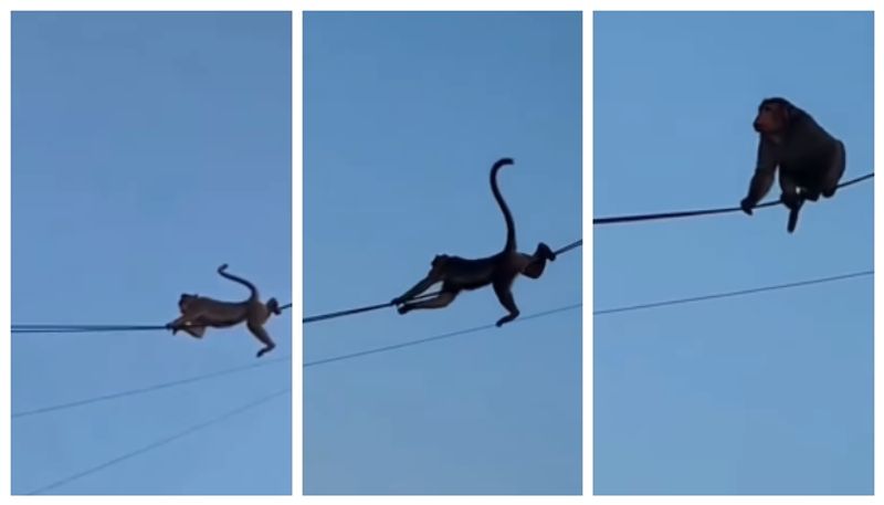 video of monkeys coming down through an electric cable has gone viral 