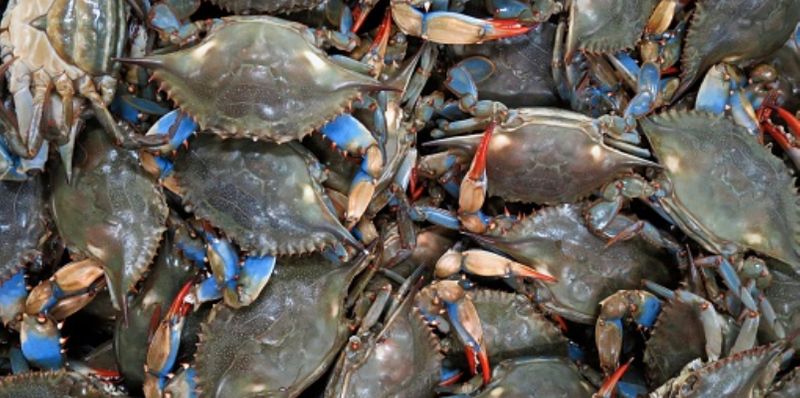 if cant beat them ten eat them this is how italians make meal from invasive  Atlantic blue crab