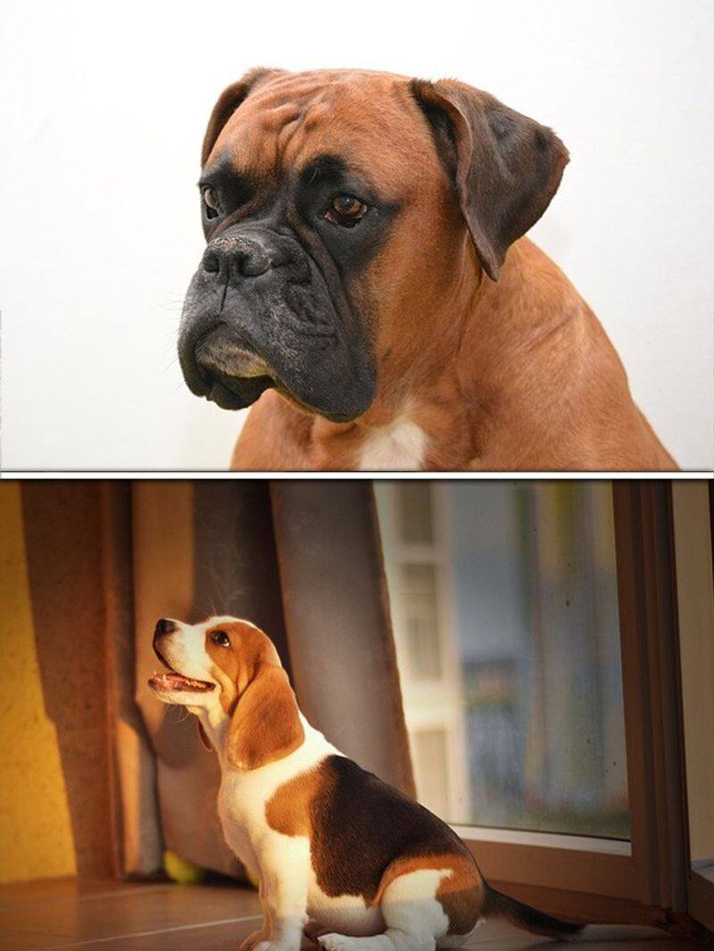 Boxer to Beagle-7 naughtiest and stubborn dog breeds  RBA