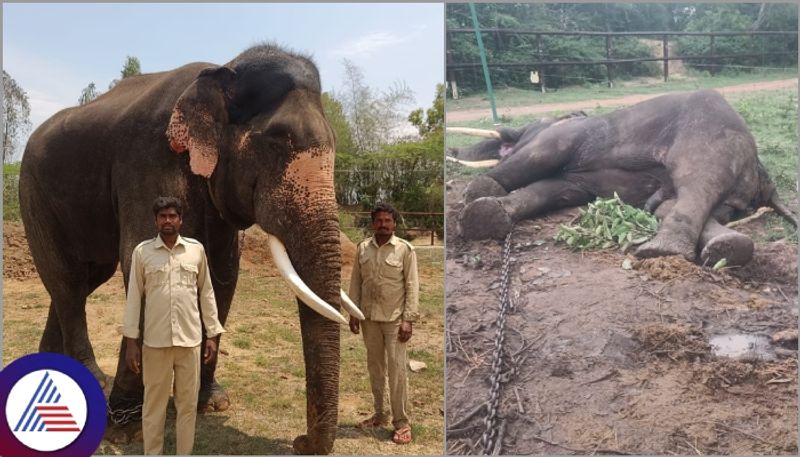 Mysuru Dasara elephant Ashwatthama died in Nagarahole Bheemanakatte Camp sat