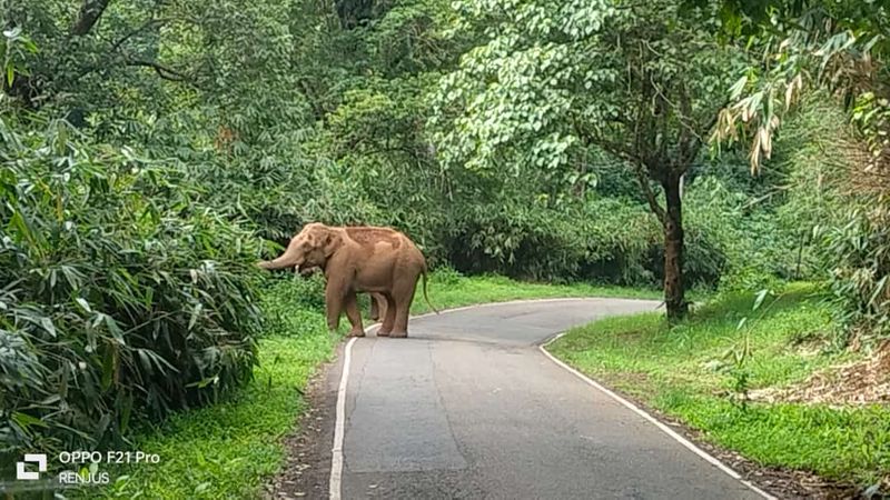 multiple arrow wound found in wild tusker odisha