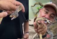 Viral Video: Rare Two-Headed Snake Video Goes Viral from Zoo Enclosure [WATCH] NTI